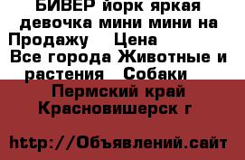 БИВЕР йорк яркая девочка мини мини на Продажу! › Цена ­ 45 000 - Все города Животные и растения » Собаки   . Пермский край,Красновишерск г.